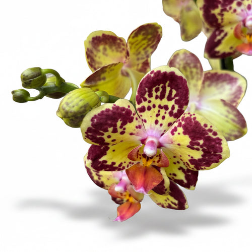 Phalaenopsis Strawberry Cake