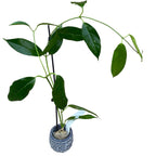 Hoya coriacea - exemplare dezvoltate