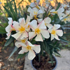 Leandru galben-crem - Nerium Olander