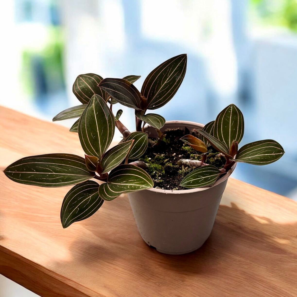 Ludisia discolor (orhideea bijuterie)