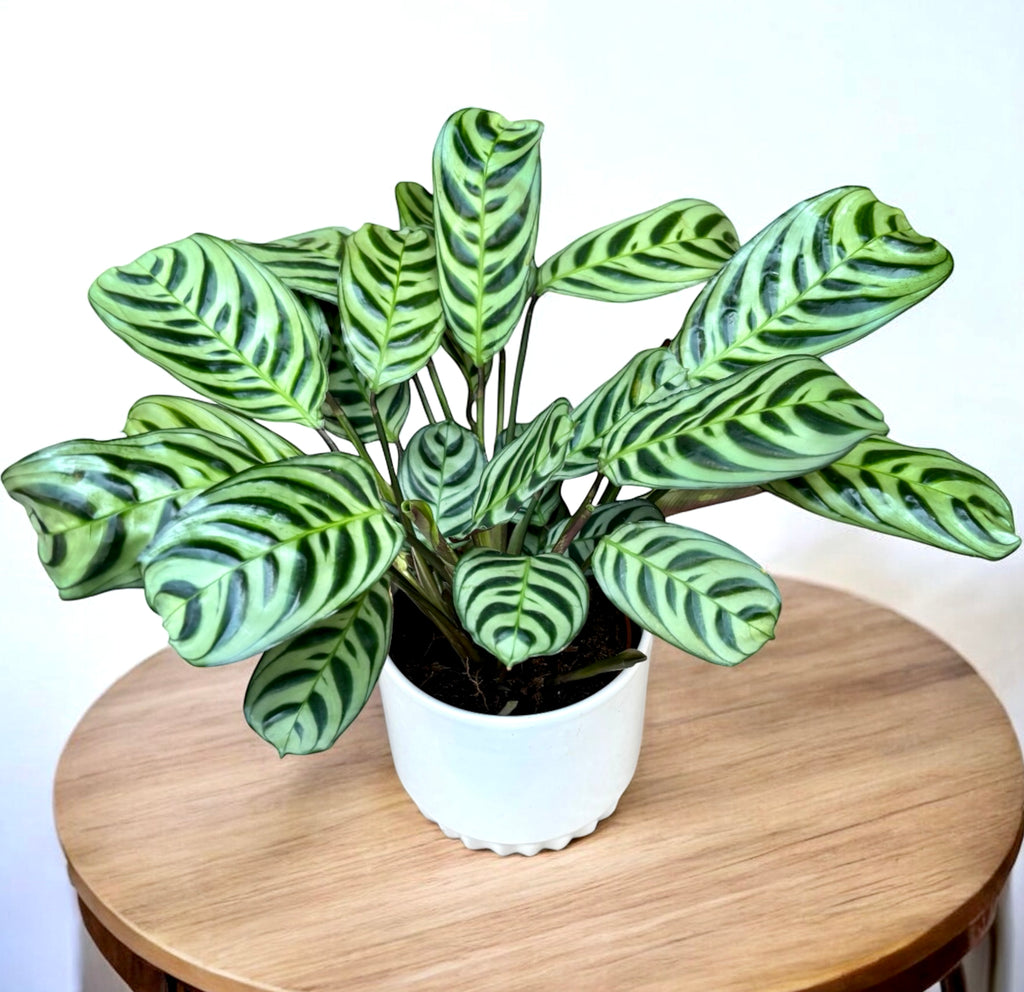 Ctenanthe burle marxii 'Amabilis' (zelené listy)