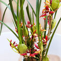 Maxillaria tenuifolia (Kókuszorchidea) - nagyon illatos fajta