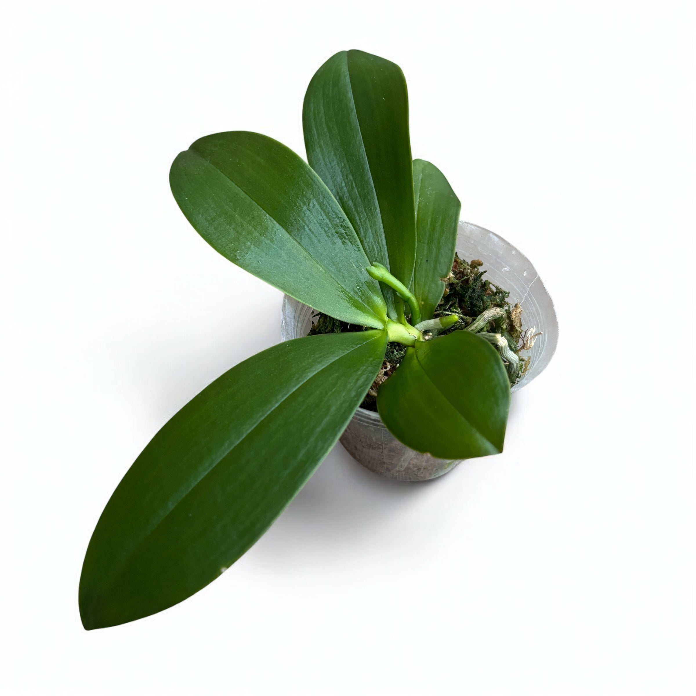 Phalaenopsis Tying Shin Fly Eagle *parfumata