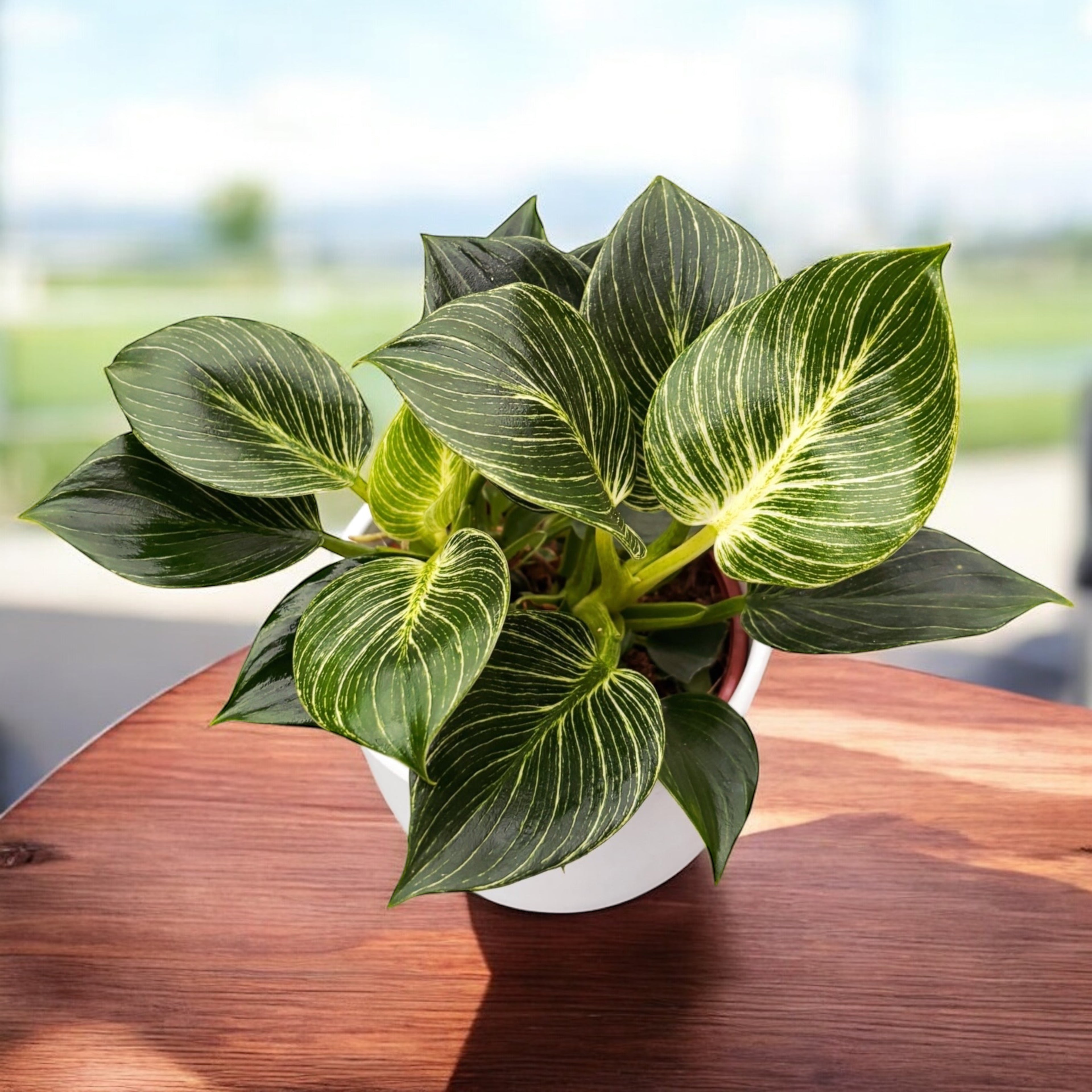 Philodendron Birkin (bush) - frunzis elegant cu dungi albe fine