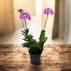 Epidendrum radicans 'Dark Pink' XL