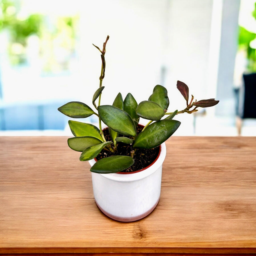 Hoya sp. aff. burtoniae 'Variegata' D6 - 2 plantes/pot