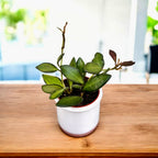 Hoya sp. aff. burtoniae 'Variegata' D6 - 2 piante/vaso