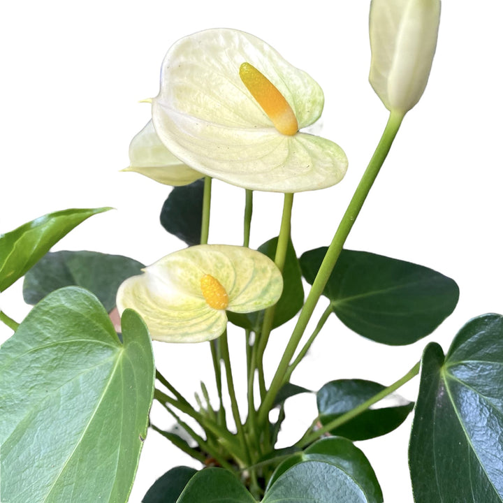 Anthurium Vanilla