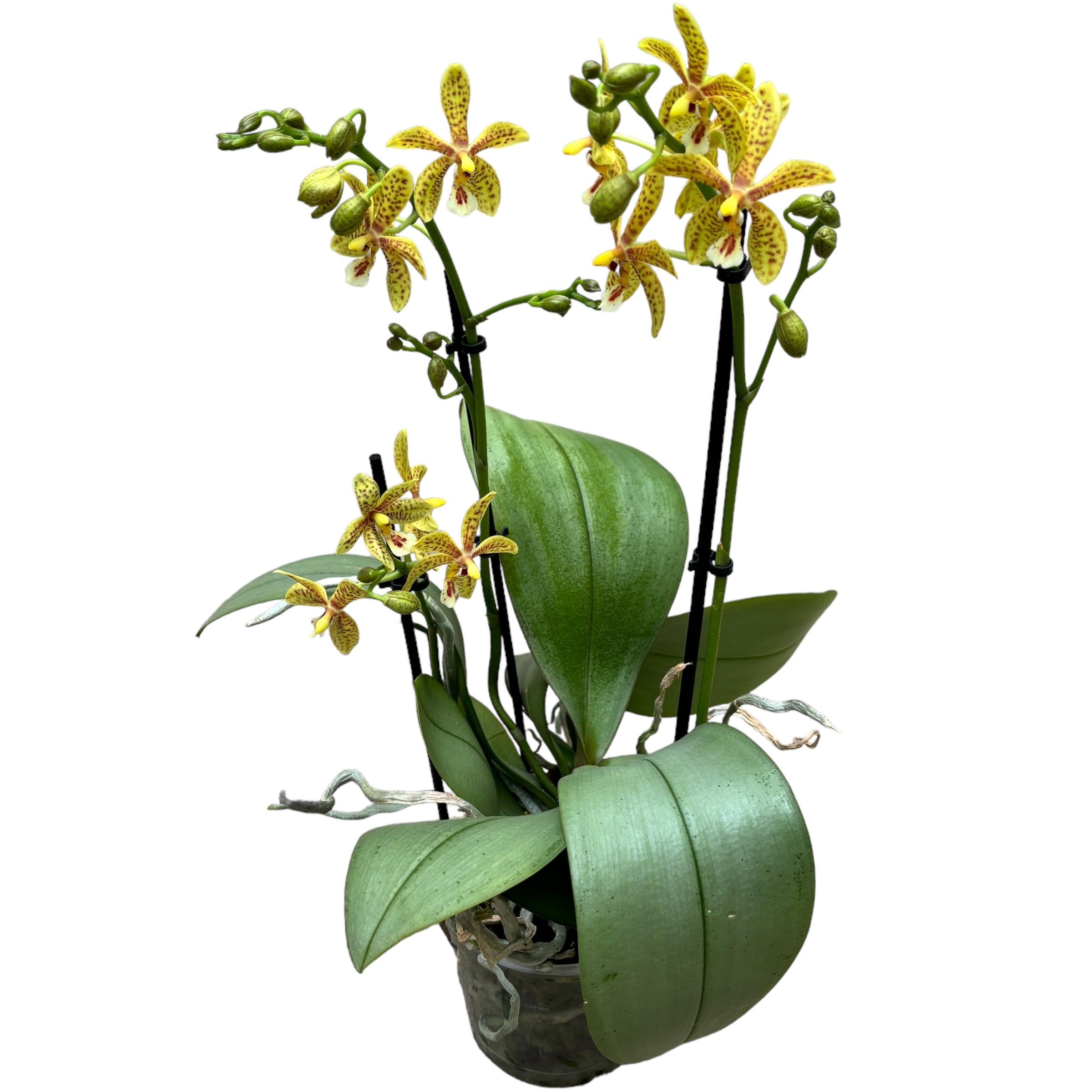 Phalaenopsis Starfish Exotic (silver leaves)