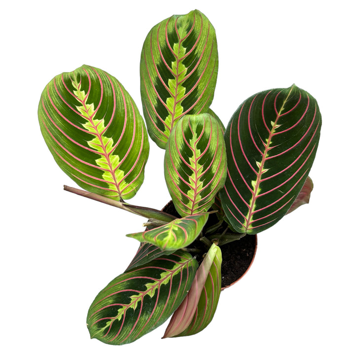 Maranta leuconeura var. erythroneura (Tricolor) - Planta care se roaga (Prayer plant)