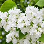 Syringa vulgaris ‘Mme Lemoine’ – liliac alb parfumat, cu flori duble