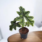 Alocasia 'Jacklyn' (Alocasia Sulawesi, Tandurusa) - seltene Sorte mit exotischem Laub