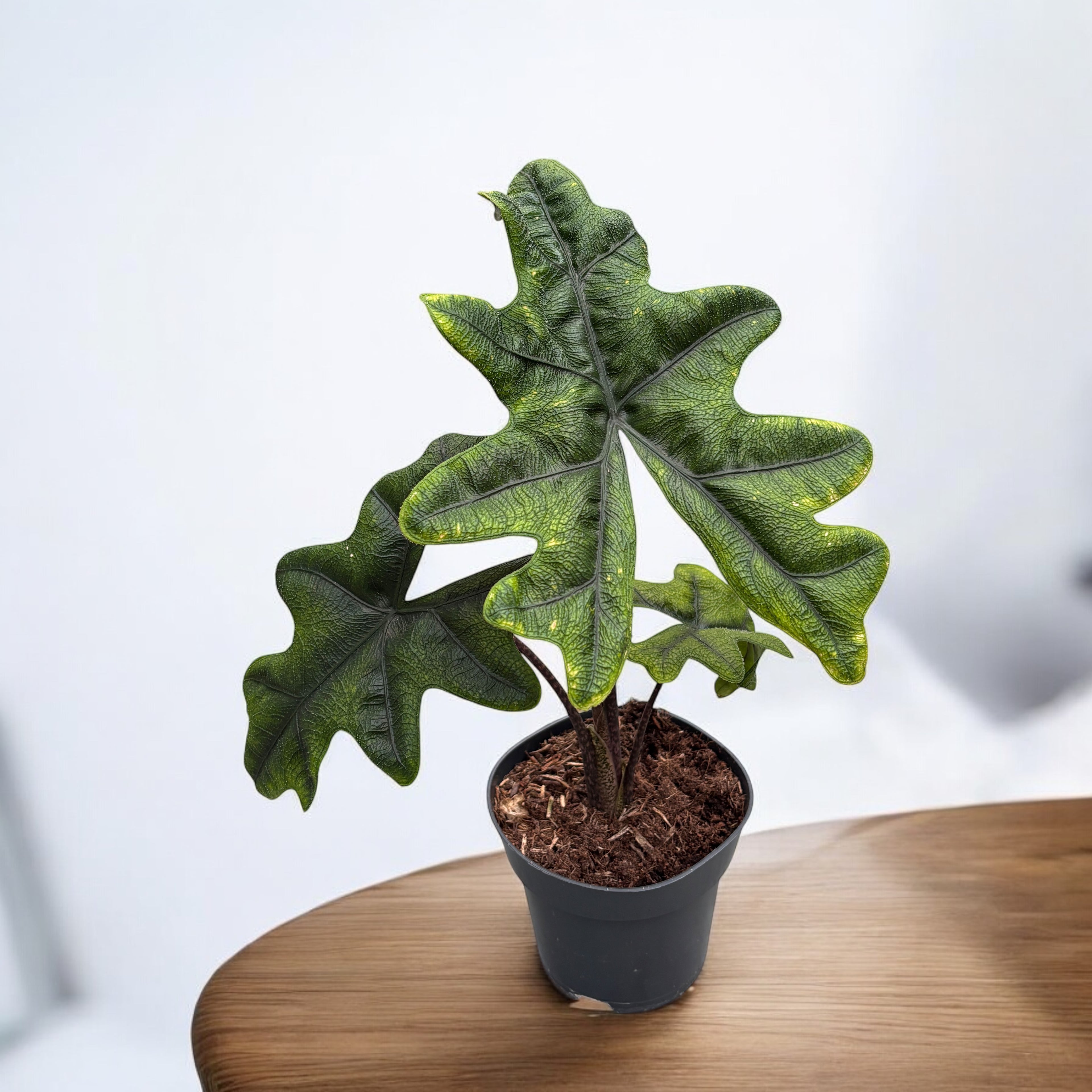 Alocasia 'Jacklyn' (Alocasia Sulawesi, Tandurusa) - varietate rara cu frunzis exotic