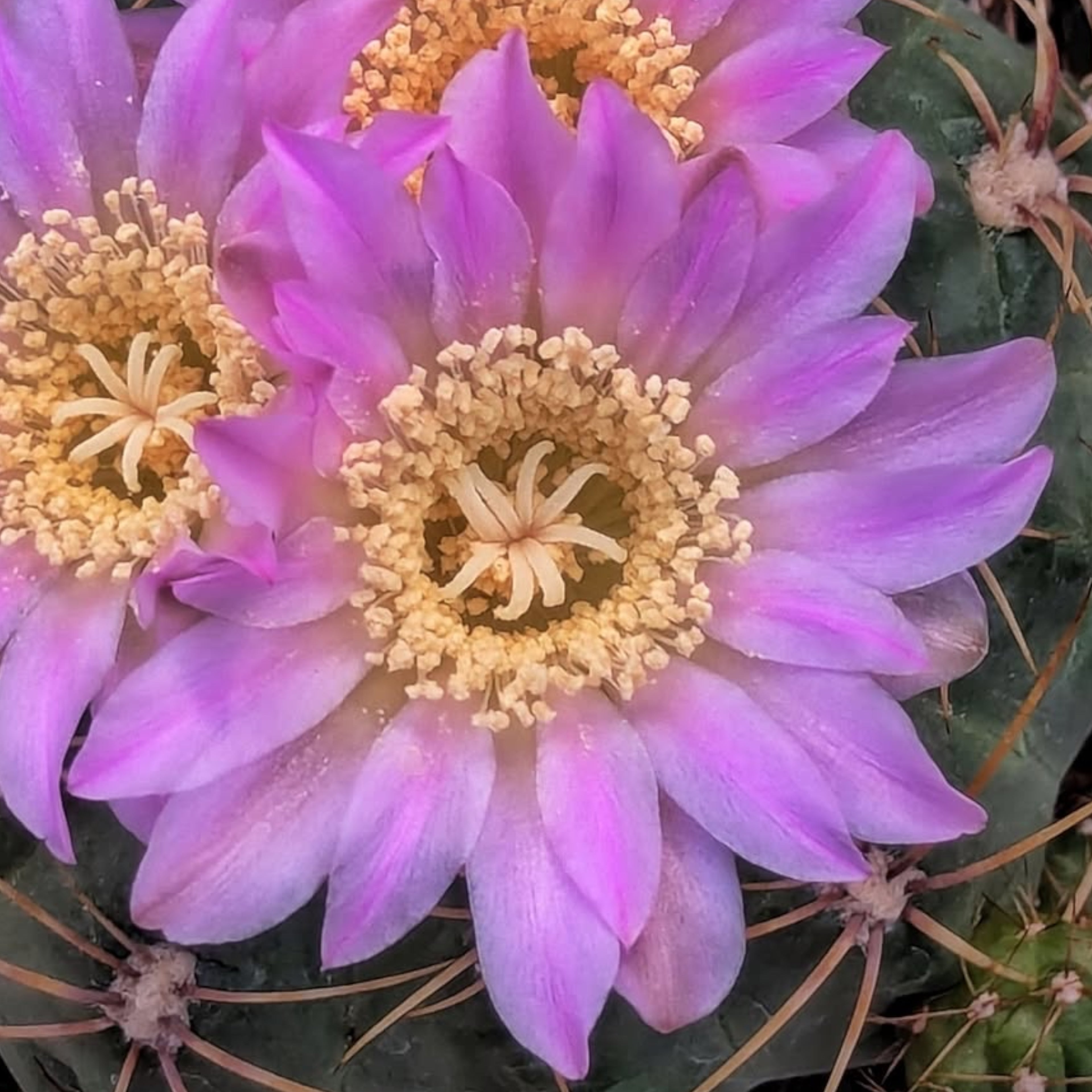 Gymnocalycium Monvillei - Cactus rar cu flori spectaculoase