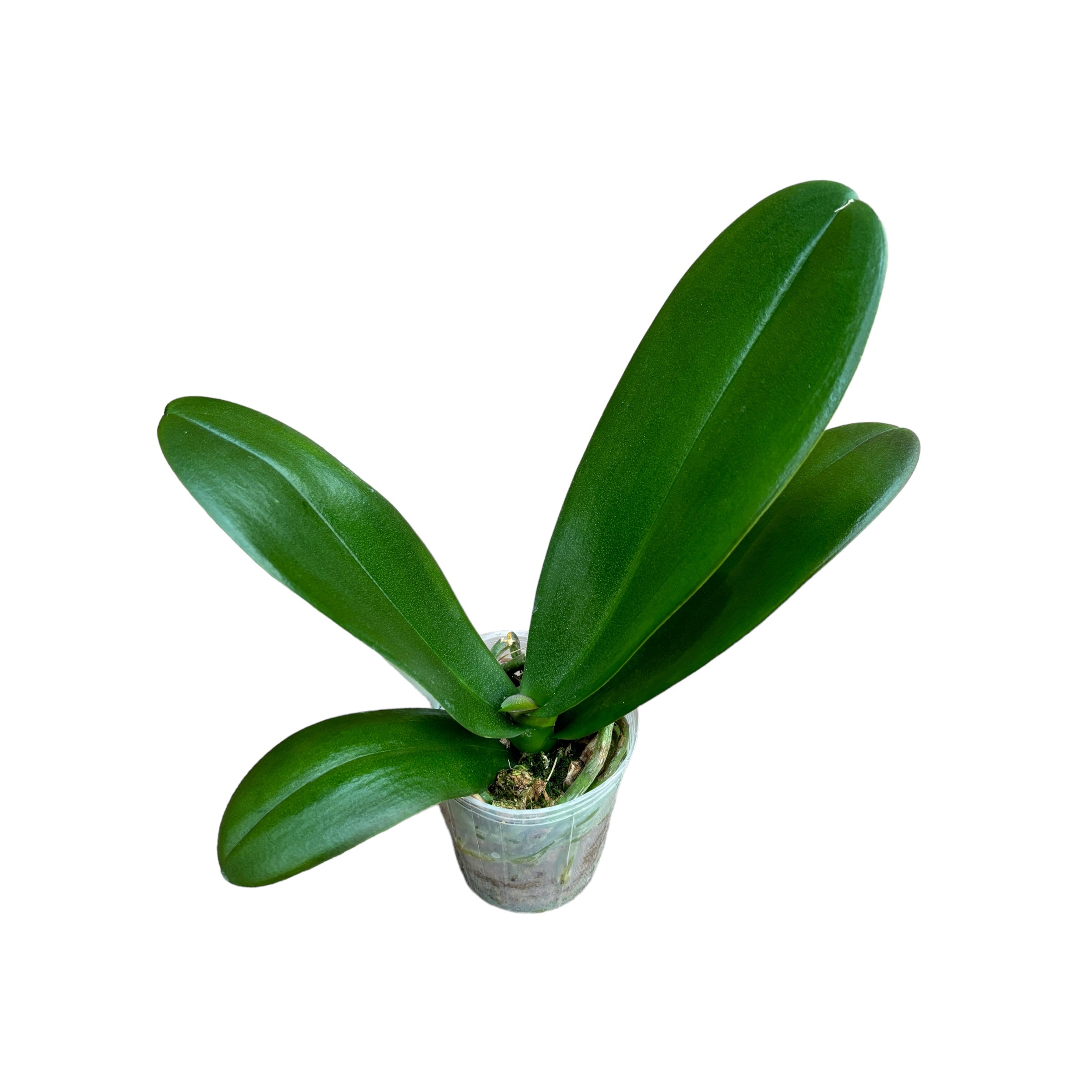 Phalaenopsis Sogo Yukidian 'V3' - flori uriase!