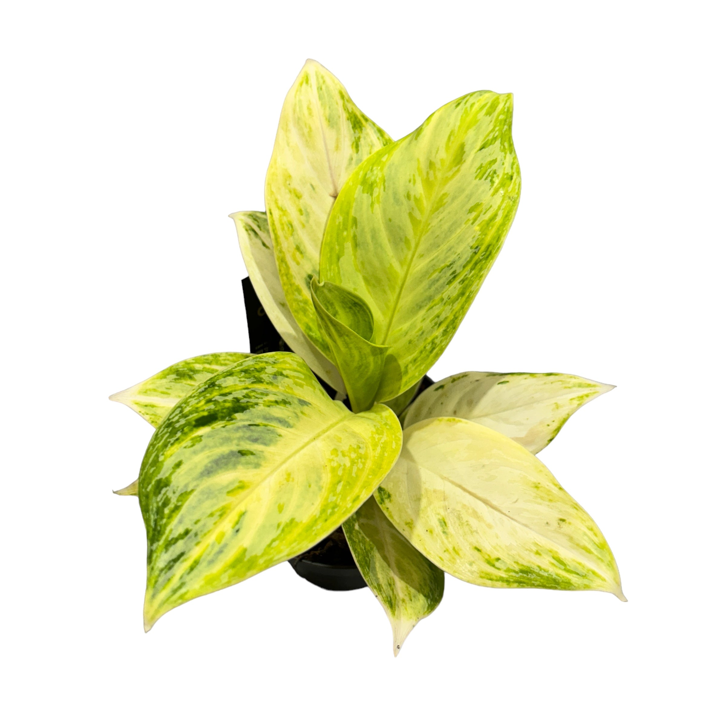 Aglaonema 'Arctic Lime'