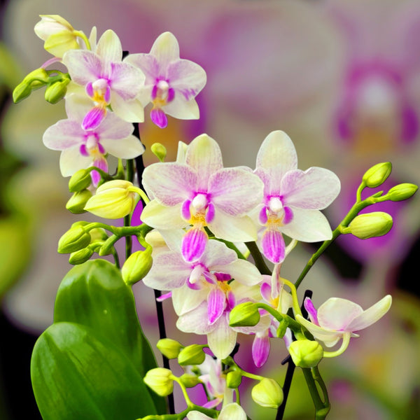 Phalaenopsis Blossom Bliss