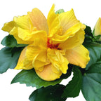 Hibiscus Koenig - Trandafir japonez galben cu flori duble