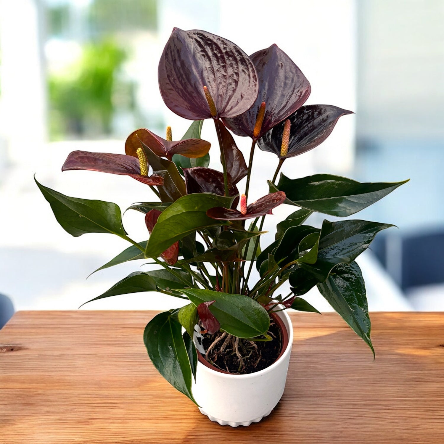 Anthurium ‘Chelsey Chocolate’ - flori spectaculoase