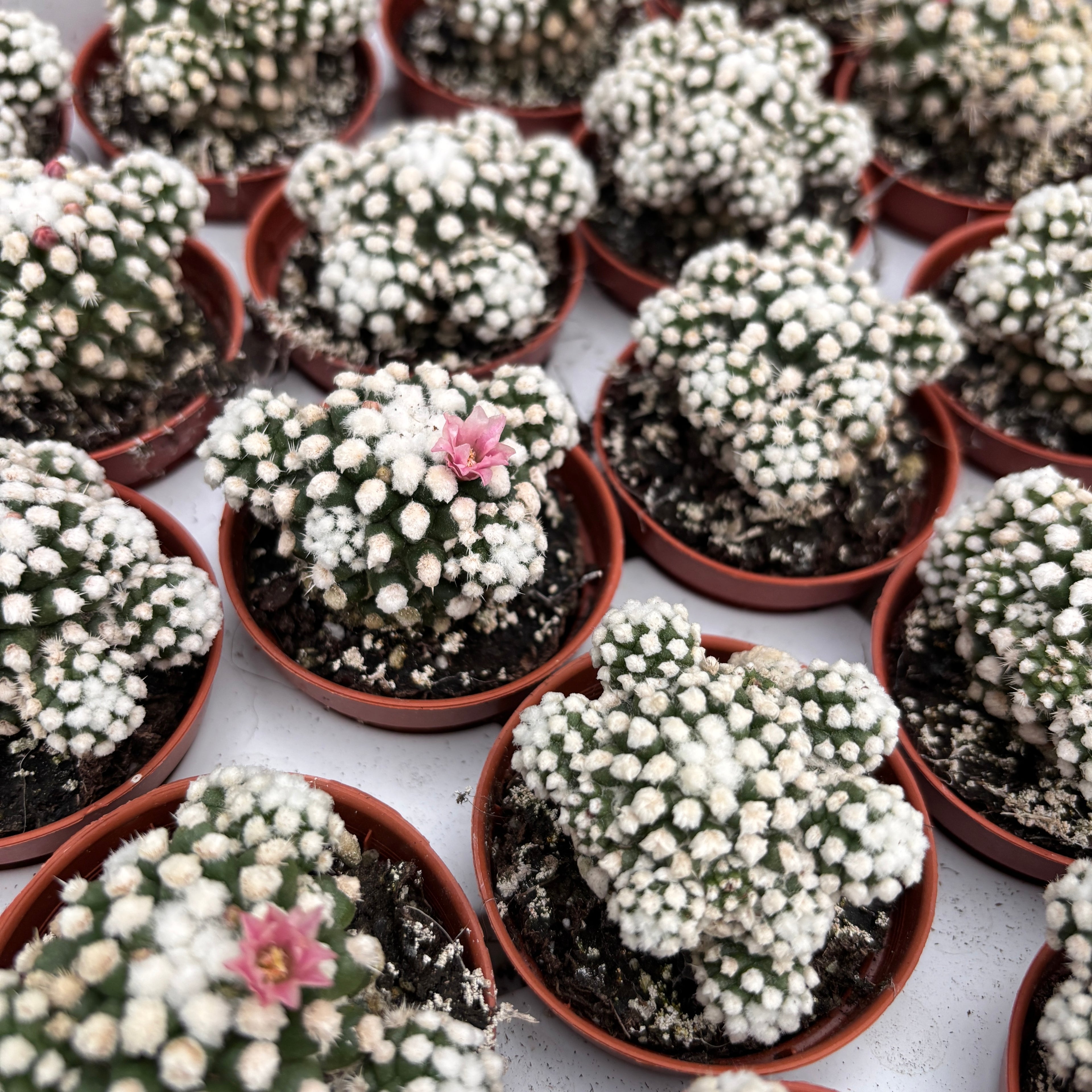 Mammillaria gracilis cv. Arizona Snowcap