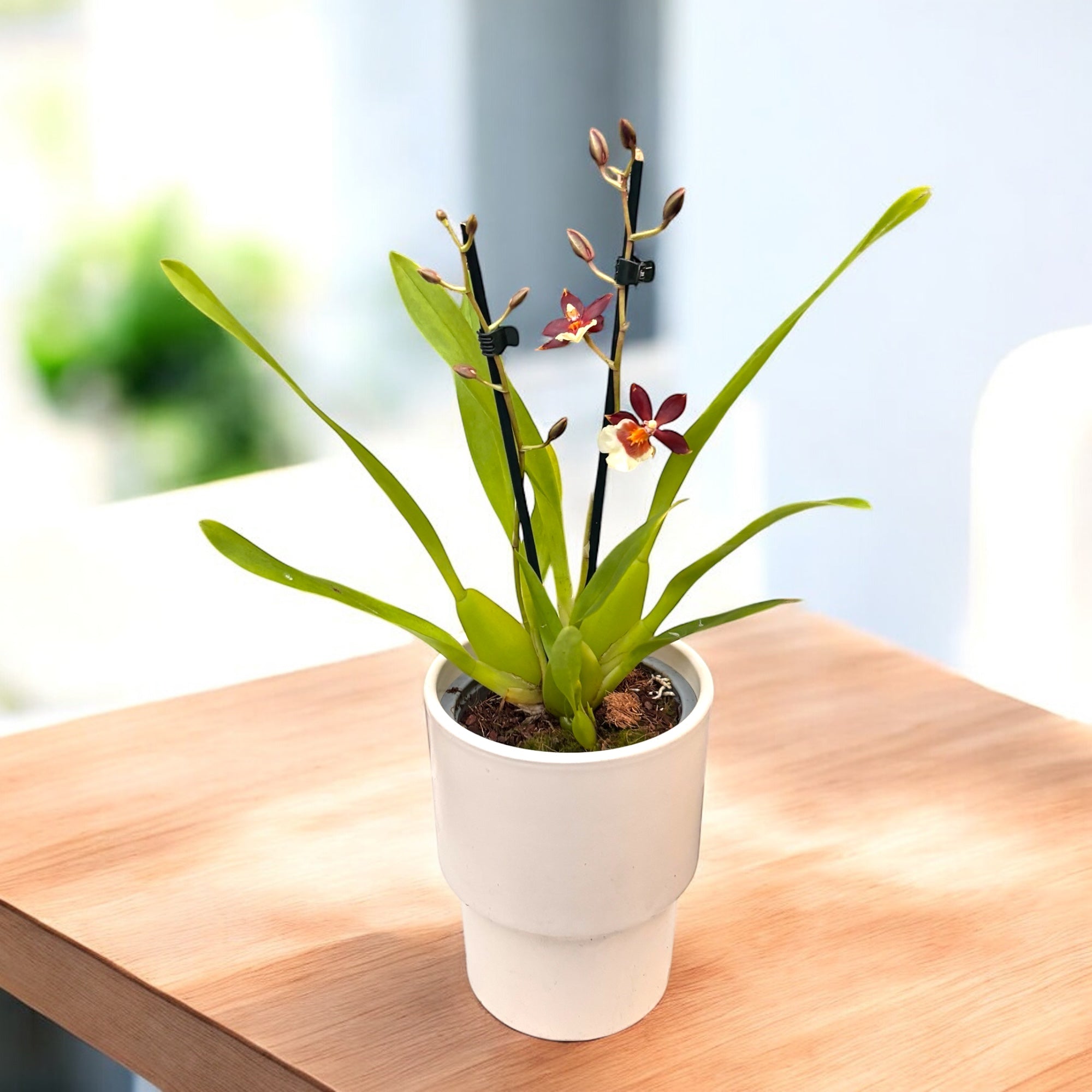 Jasmine - Jasmin – Secret Garden Plant Shop