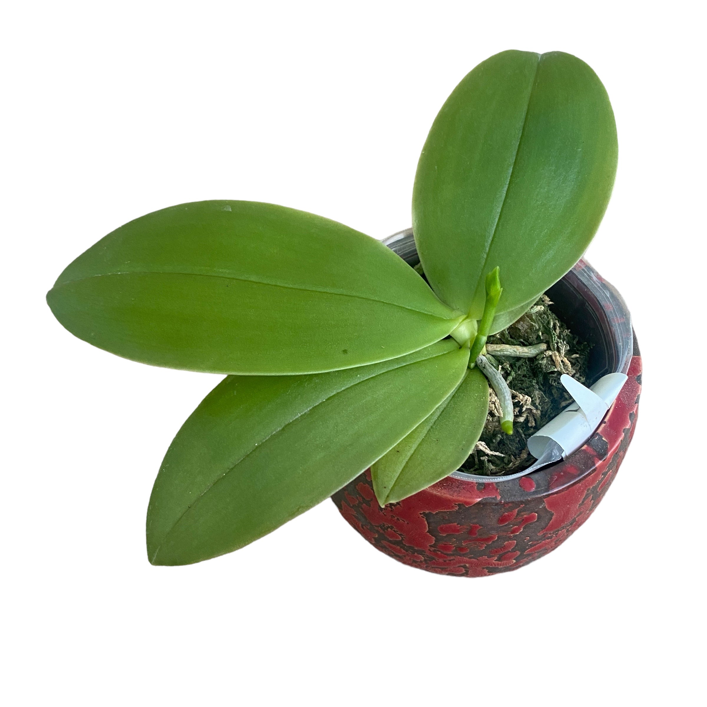 Phalaenopsis bellina 'Fire' - intensely fragrant flowers