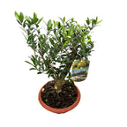 Maslin Bonsai in pot - Olea Europaea Bonsai