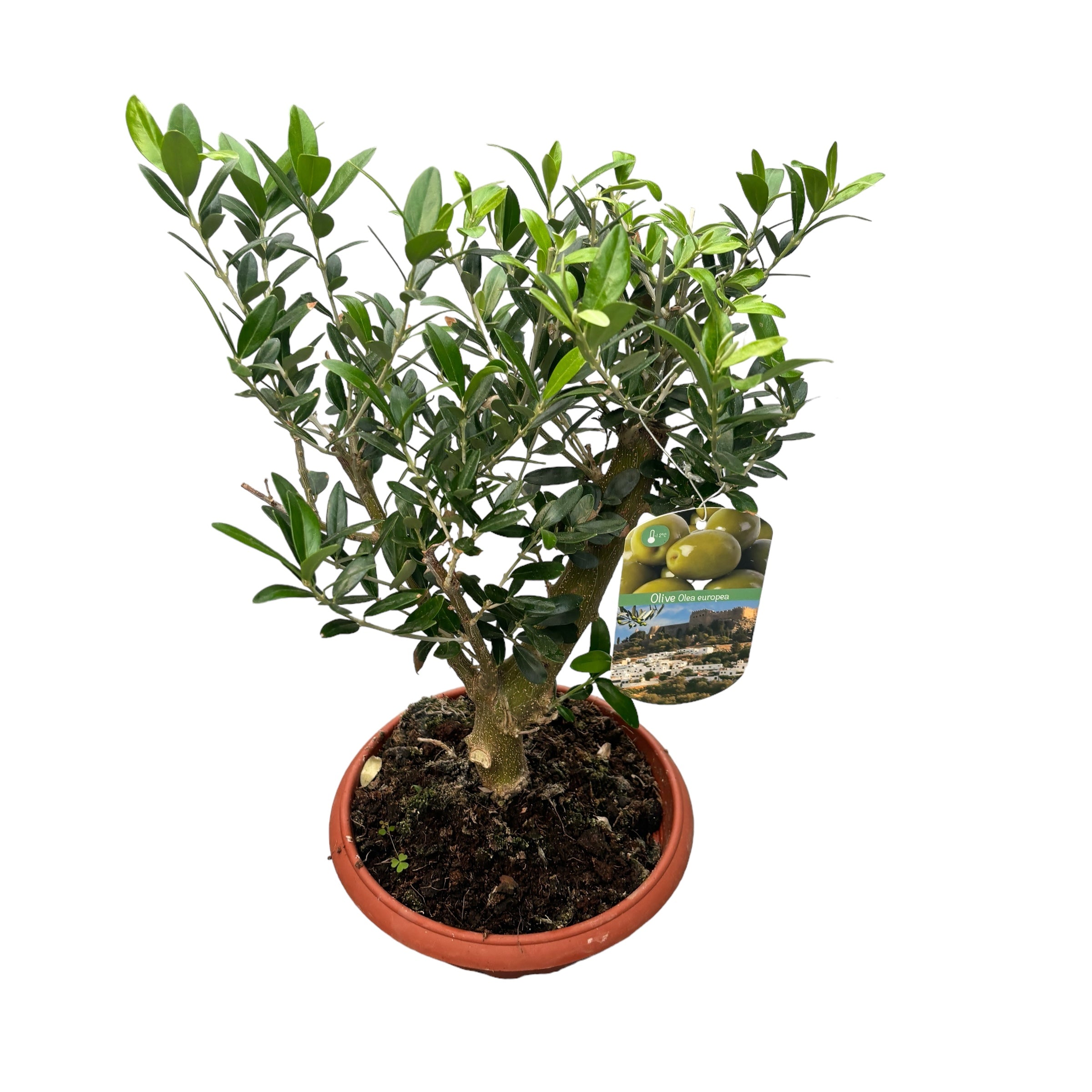 Maslin Bonsai in ghiveci - Olea Europaea Bonsai