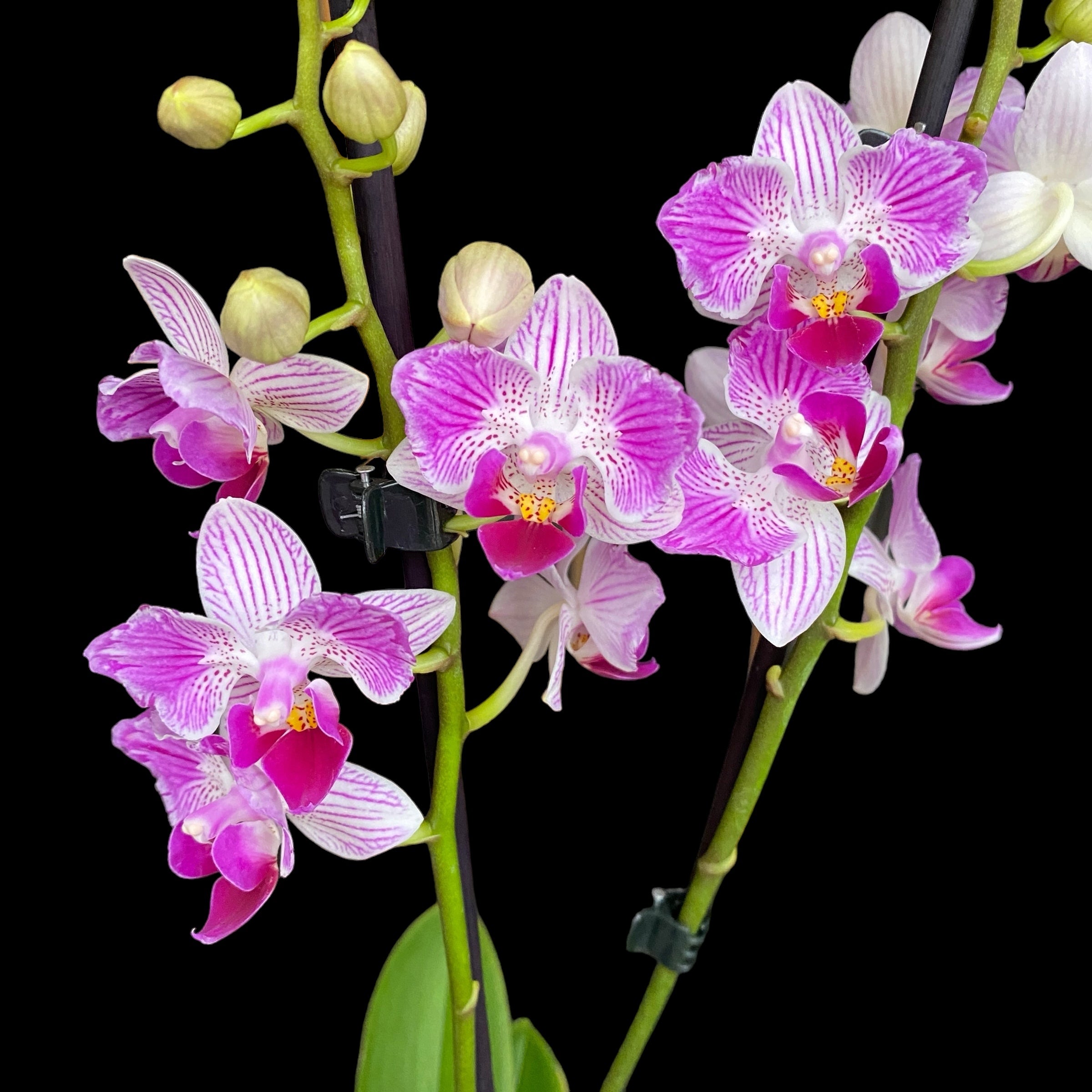 Phalaenopsis Younghome Lucky Star (0018 - peloric) (NL)