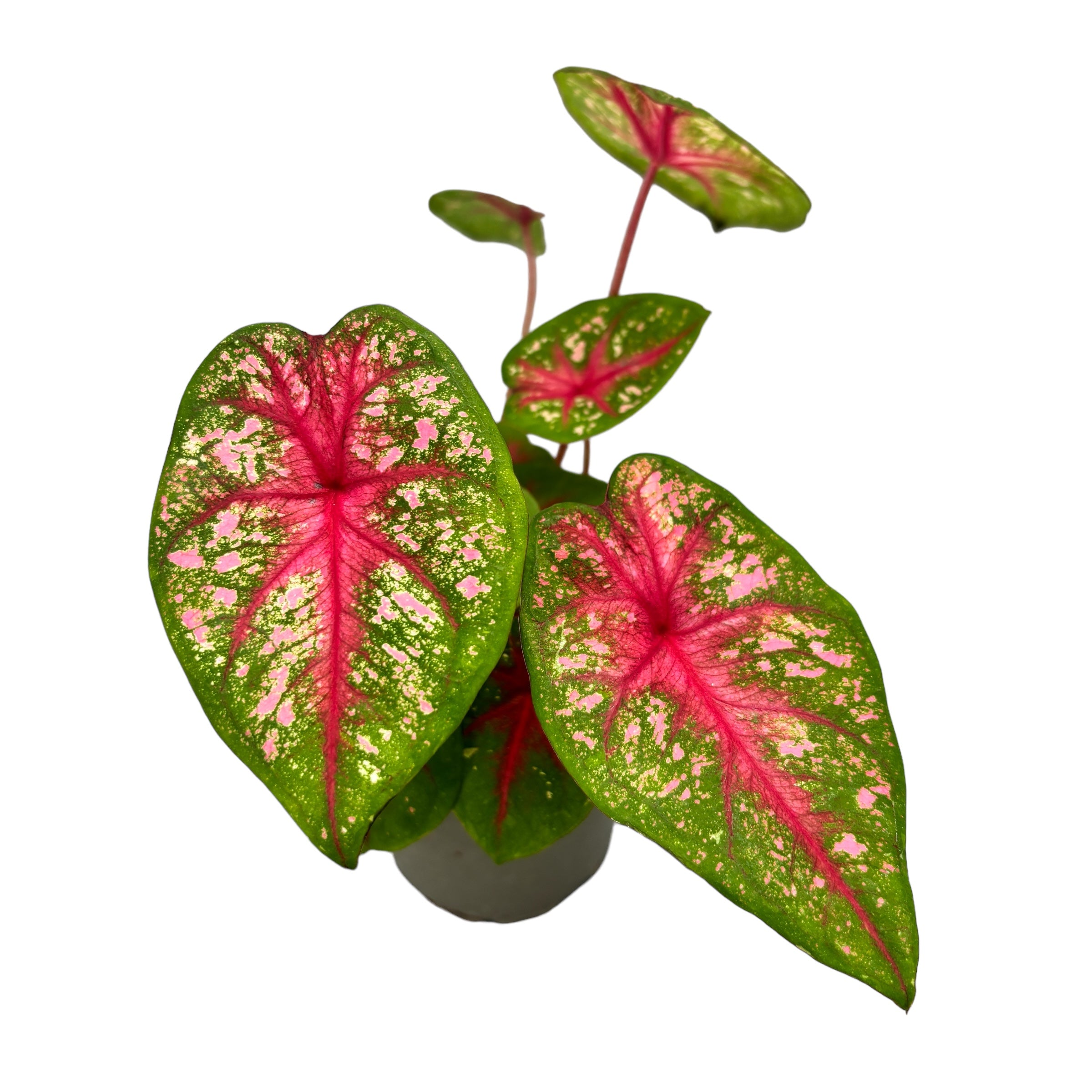 Caladium 'Alexa Pink'