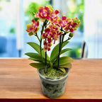 Phalaenopsis Rising Sun - illatos pelóriavirágok