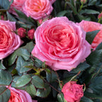 Trandafiri Rosa Kordana Grande Adele  - flori parfumate si mari