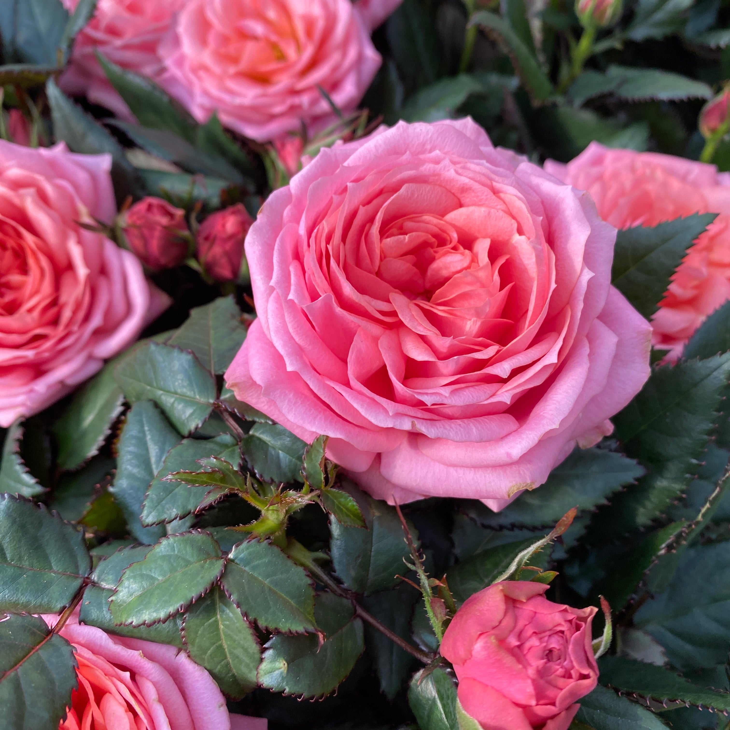 Trandafiri Rosa Kordana Grande Adele  - flori parfumate si mari