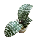 Phalaenopsis schilleriana 'MSH' profumata