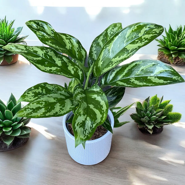 Aglaonema Maria - 2 plants/pot