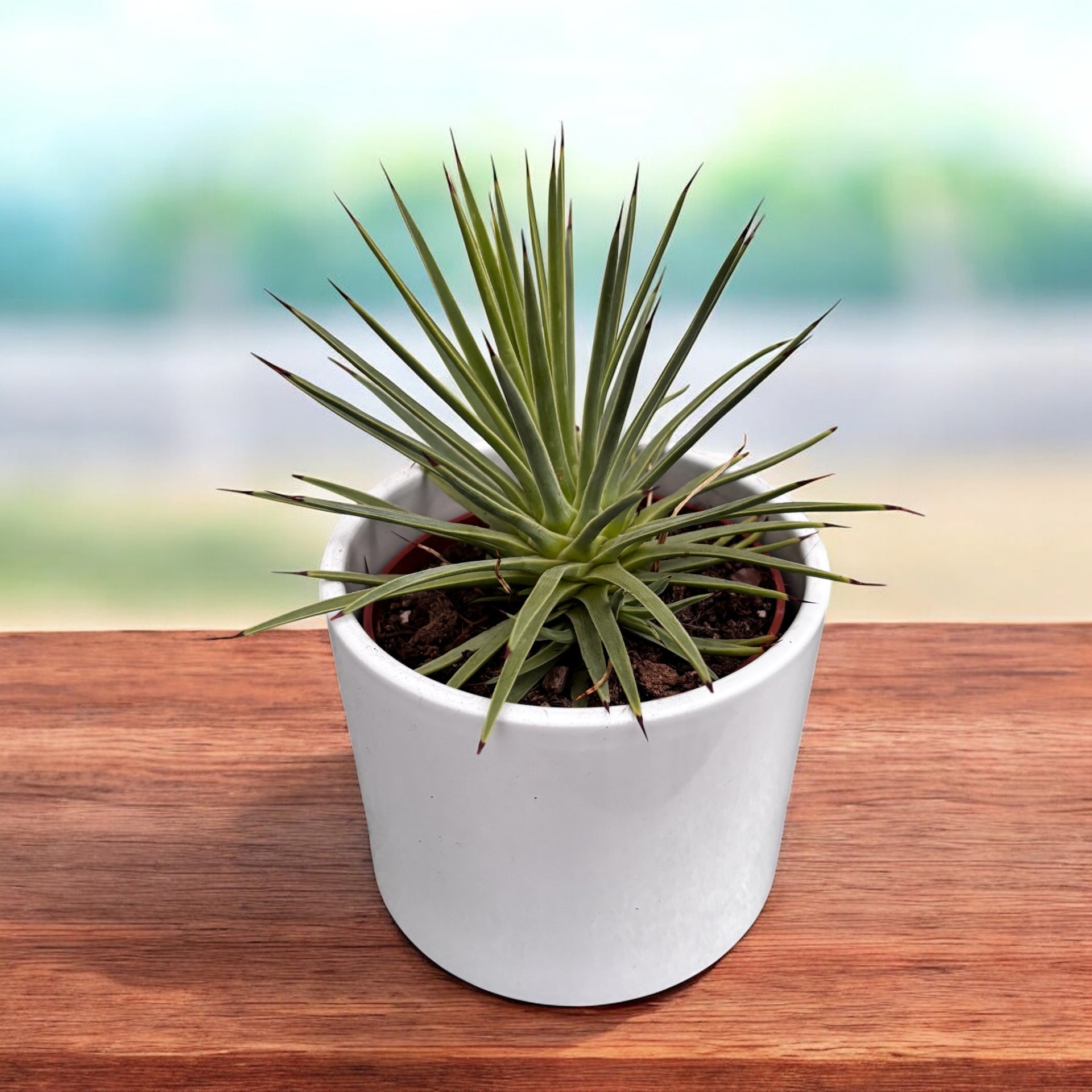 agave s.r.l. Agave stricta 'Nana' – suculenta miniaturala cu forma perfecta de roze –  Secret Garden Plant Shop