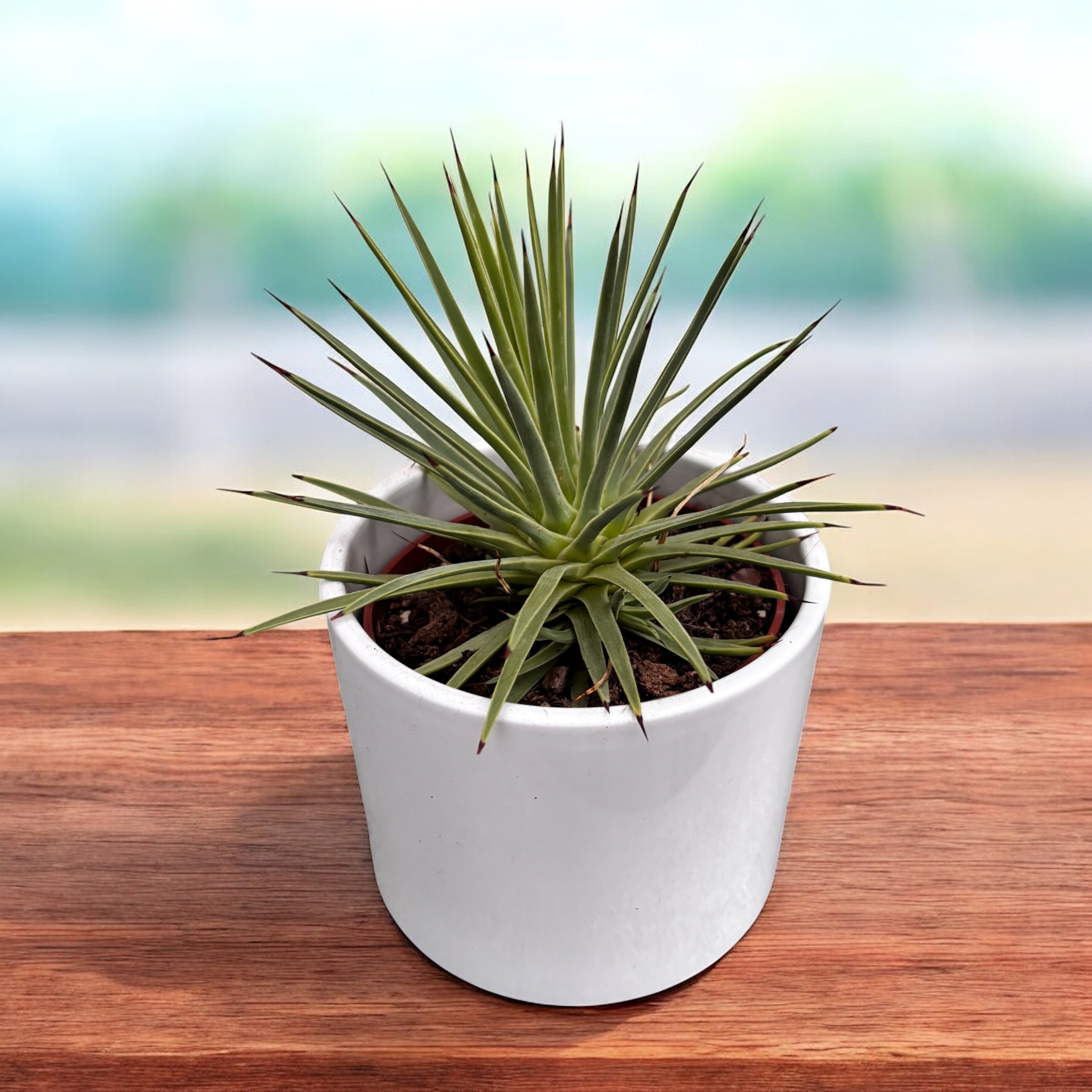 Agave stricta ‘Nana’ – suculenta miniaturala cu forma perfecta de rozeta