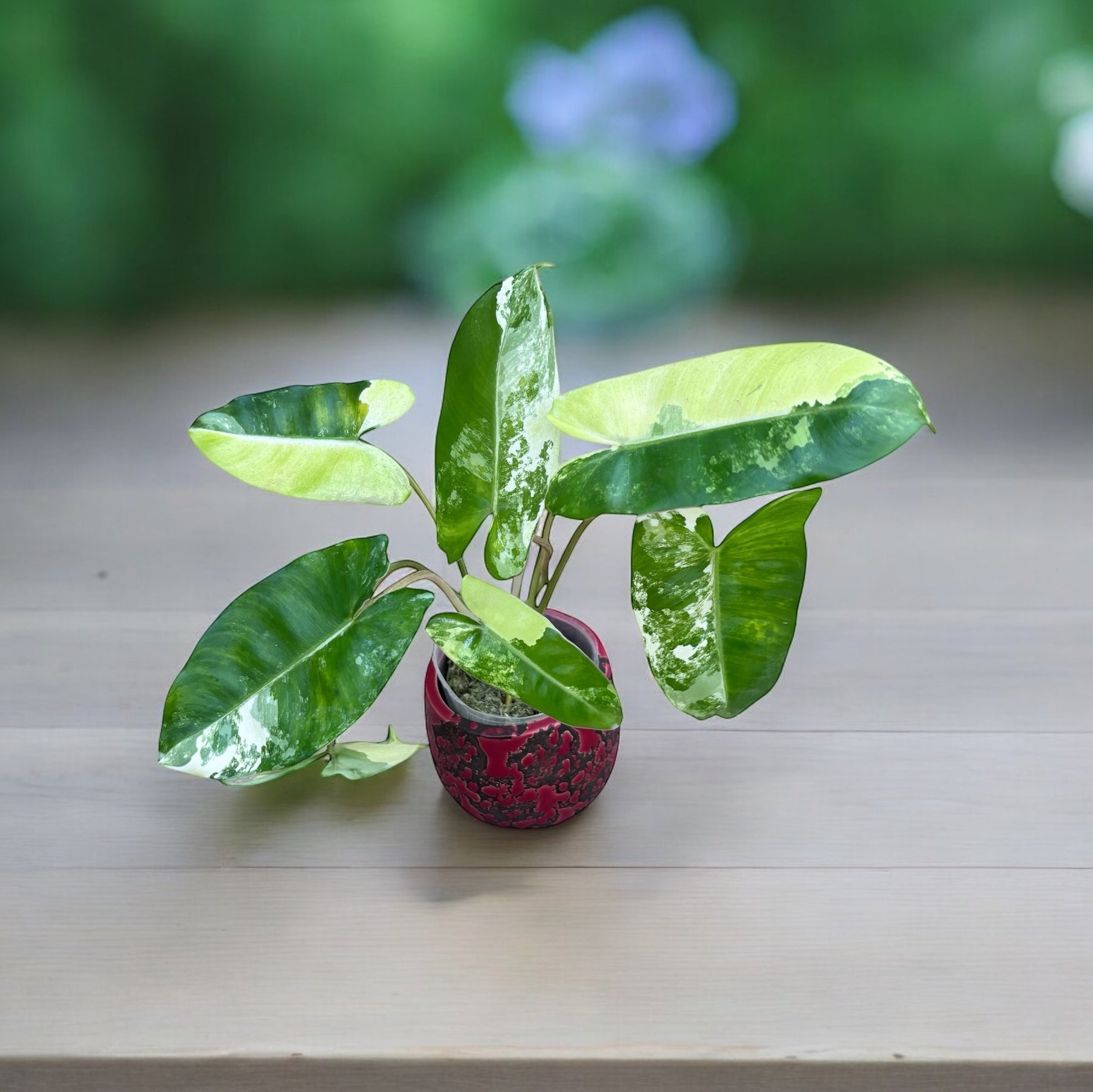 Philodendron Burle Marx 'Variegata'