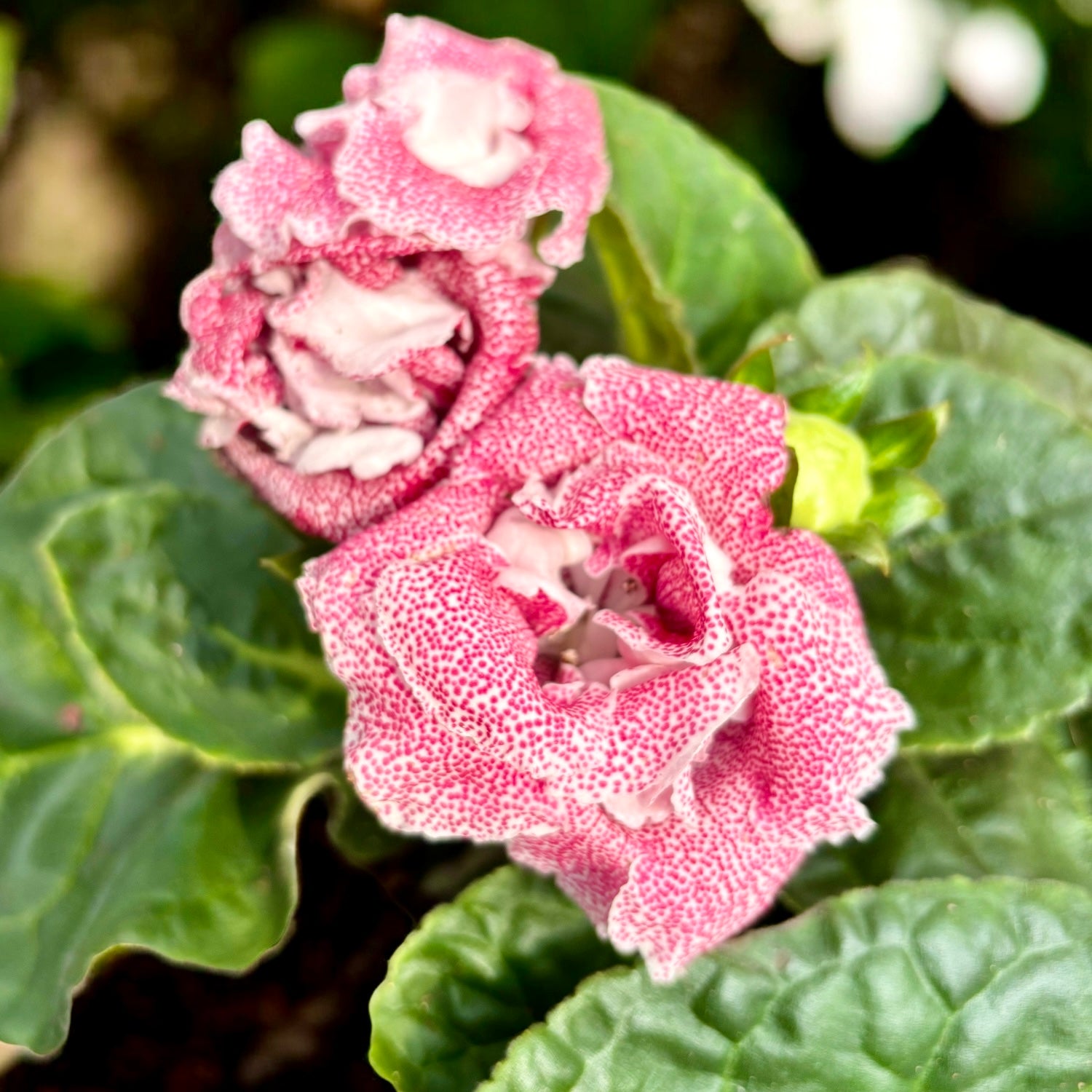 Gloxinia Spot Pink - floare catifelata cu petale roz-pudrat