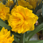 Narcise galbene cu floare mare dubla - Narcissus 'Double Gold Medal' (3-4 bulbi/ghiveci)