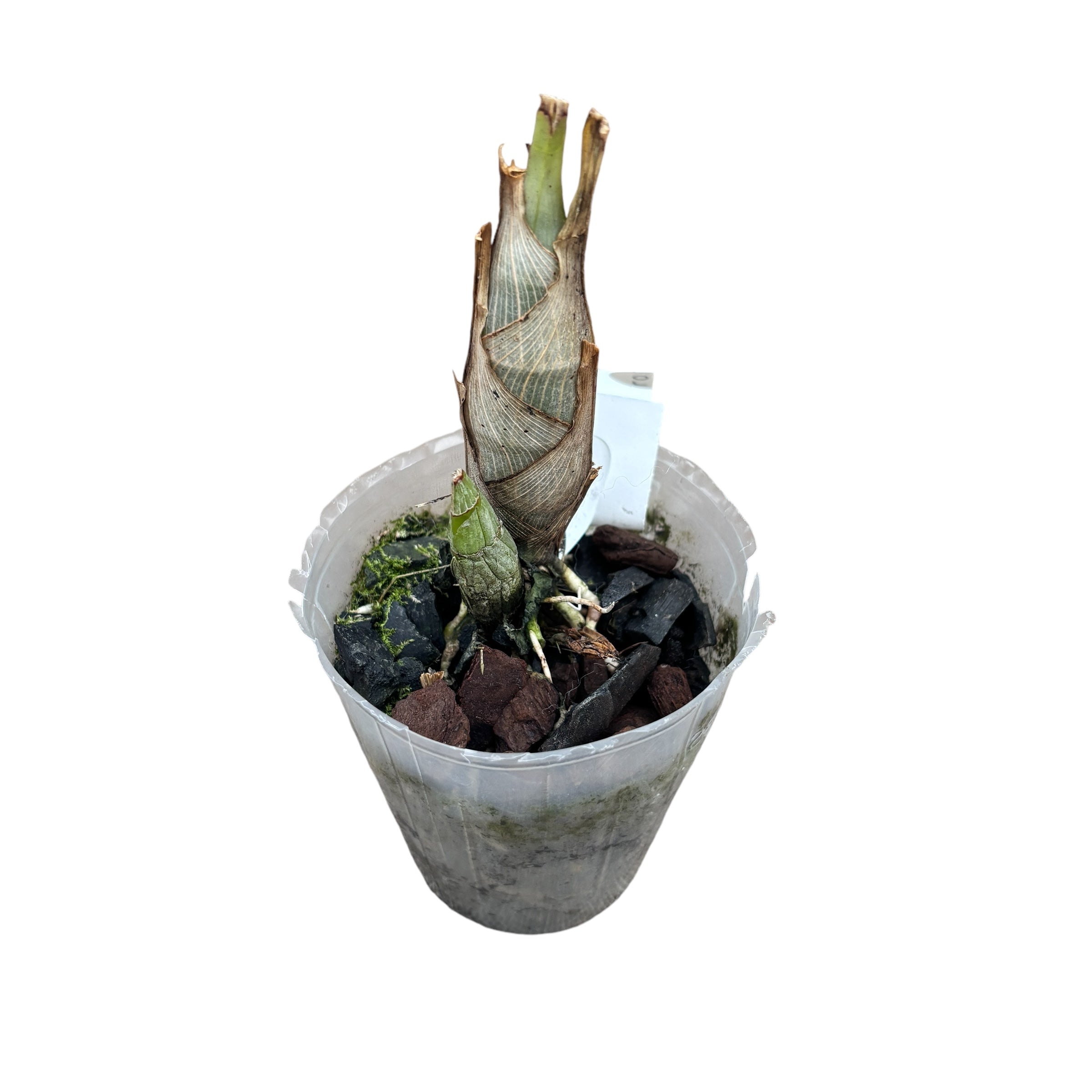 Catasetum expansum 'Keltainen Tähti'