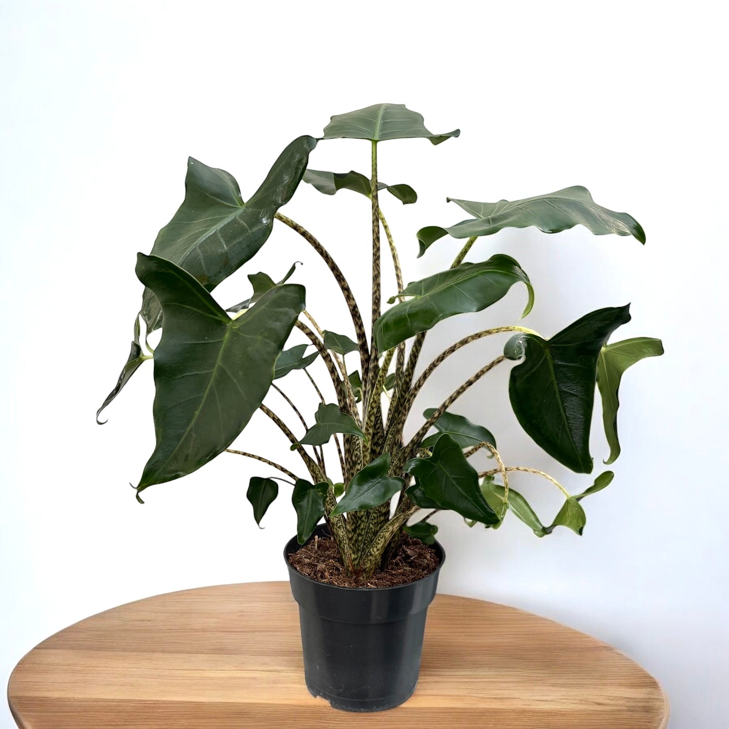 Alocasia zebrina sarian: vaso di plastica Alocasia zebrina sarian: vaso di plastica