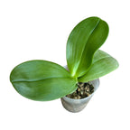 Phalaenopsis Mok Choi Yew '788' (Phal. gigantea x Phal. violacea)