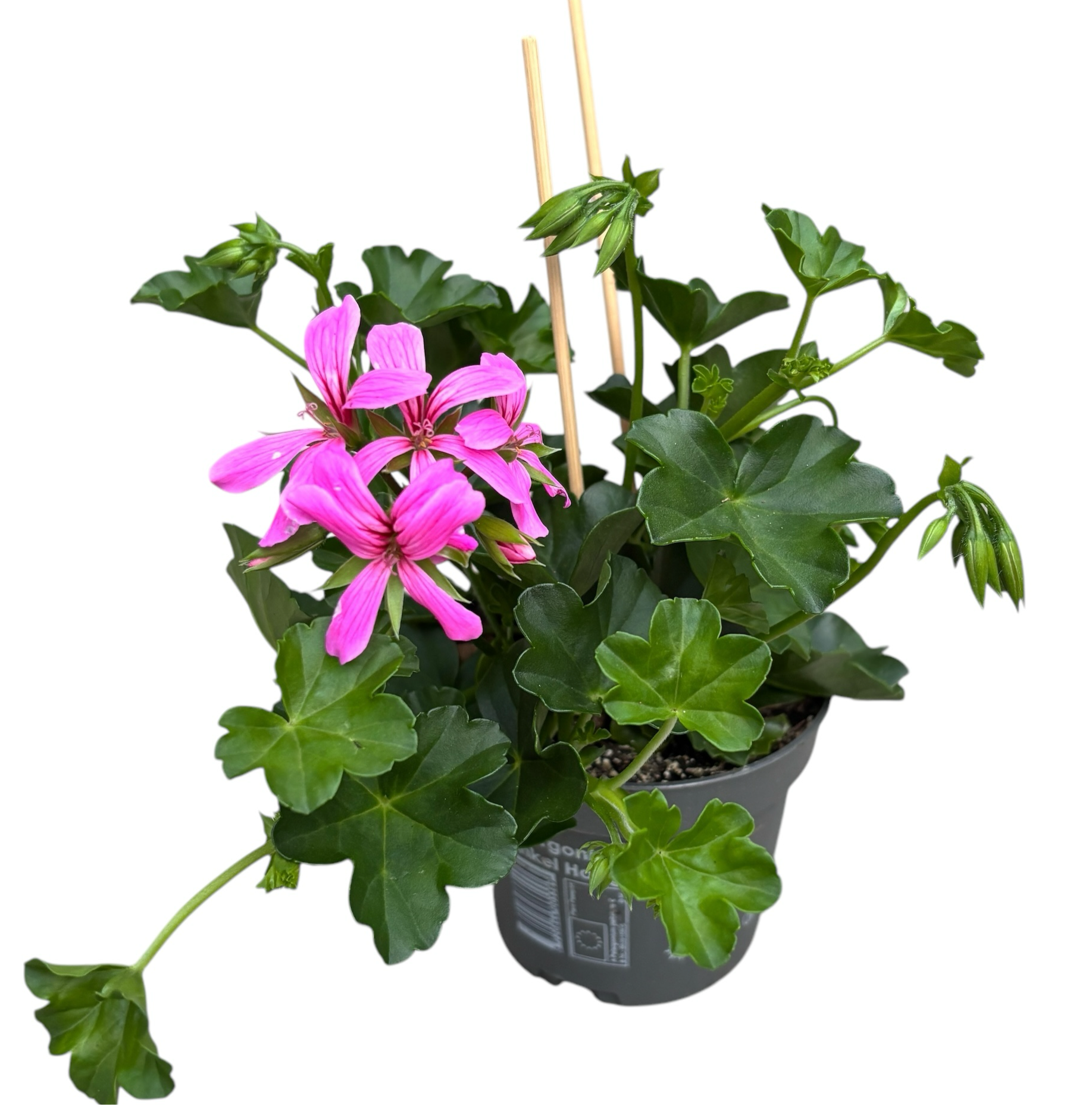 Pelargonium (Peltatum Grp) 'Balkon Lila' - muscate curgatoare tiroleze roz- lila
