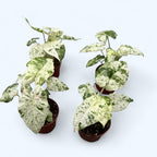 Alocasia macrorrhiza 'Splash' (Variegata)