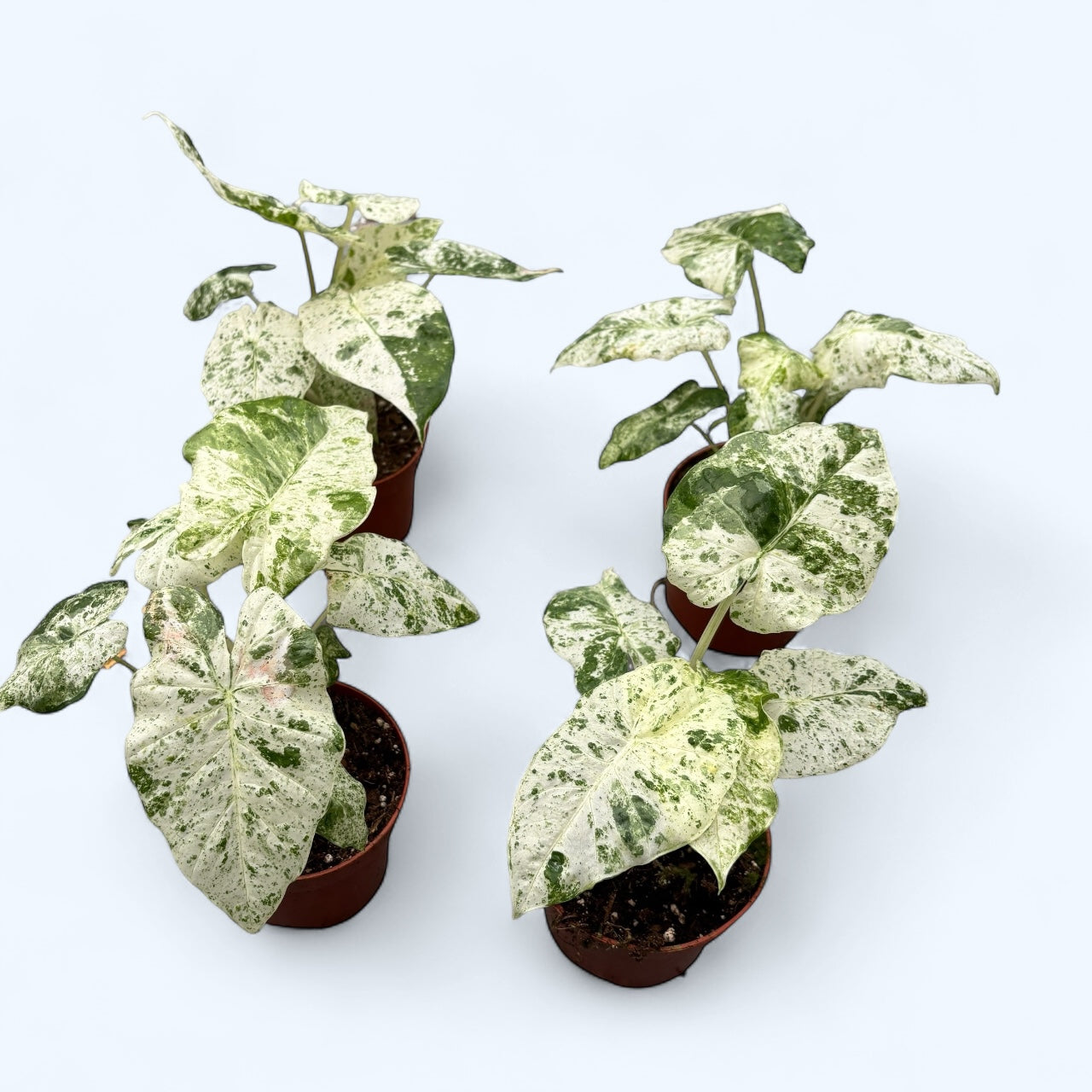 Alocasia macrorrhiza 'Splash' (Variegata)