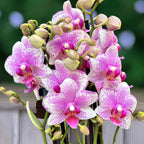 Phalaenopsis Anthura Rotterdam