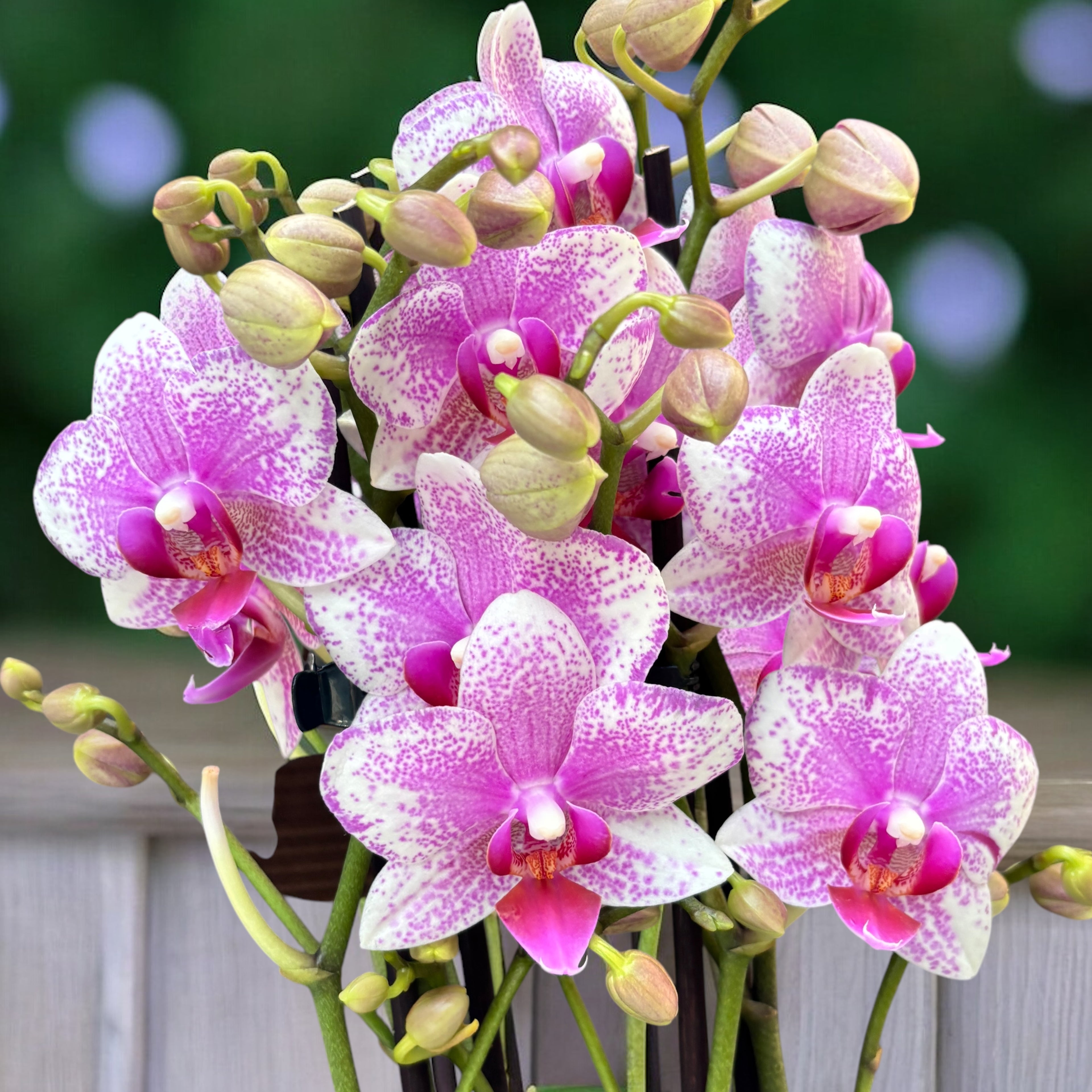 Phalaenopsis Anthura Rotterdam