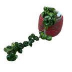 Hoya compacta 'Dark Pink'