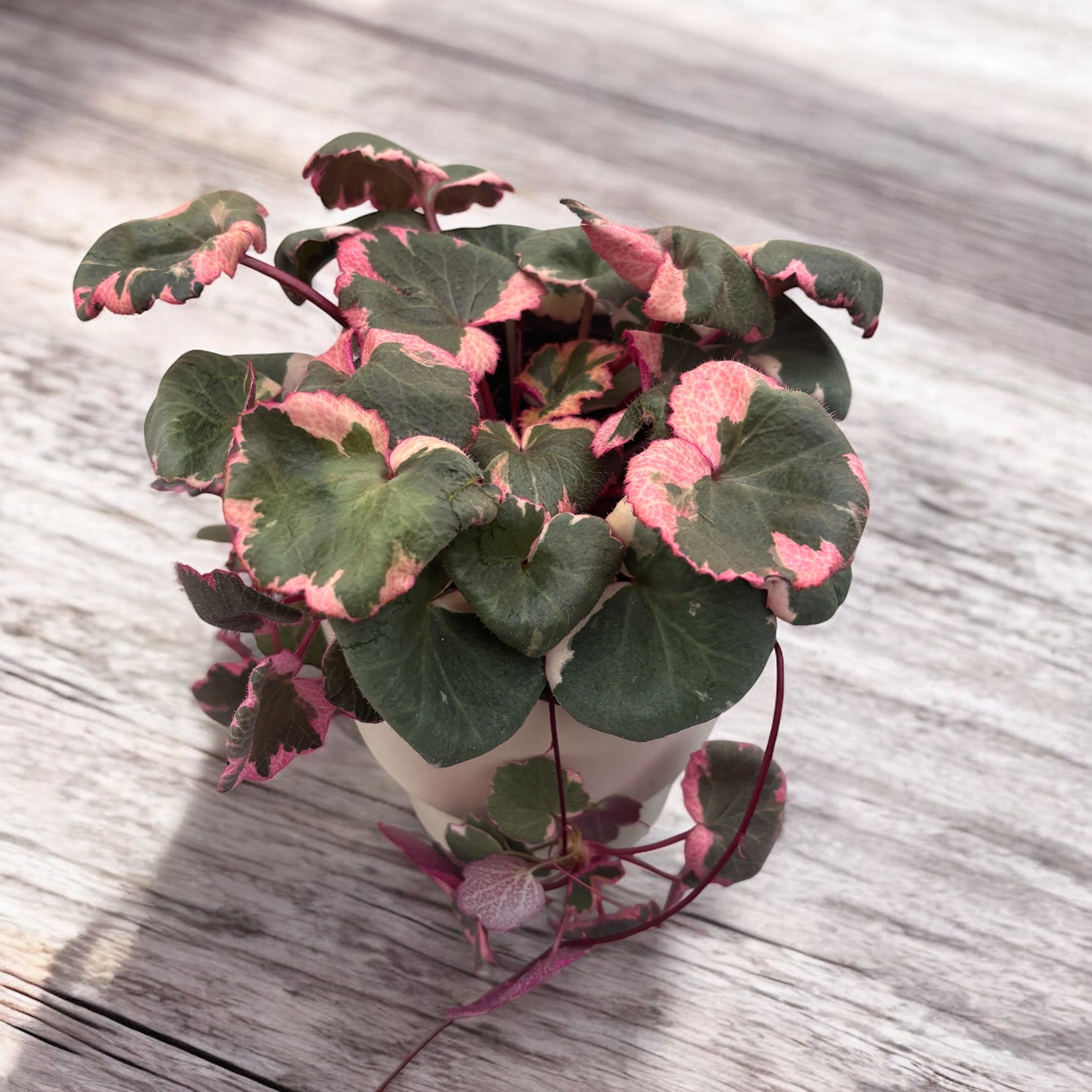 Saxifraga stolonifera ‘Tricolor’ (Barba jidanului variegata)